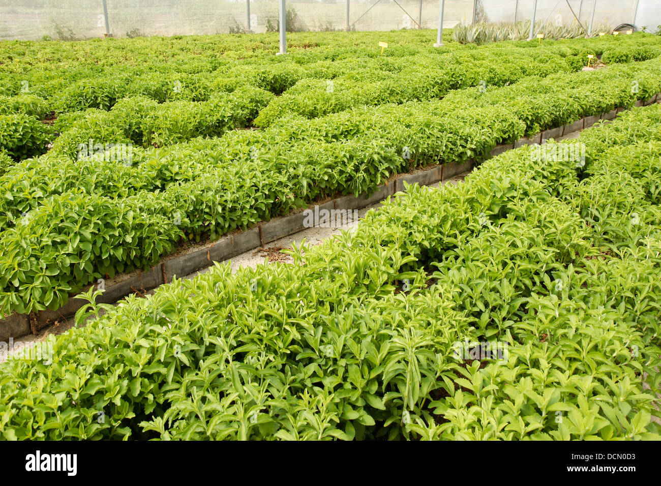 L'herbe douce. Le Stevia rebaudiana. Les émissions à Balaguer, Lleida, Catalogne, Espagne Banque D'Images