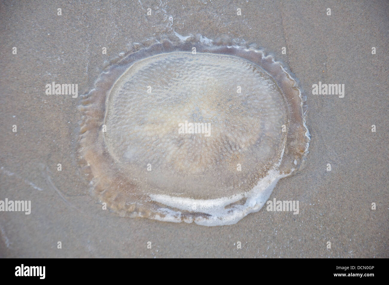 Les méduses sur la plage Banque D'Images