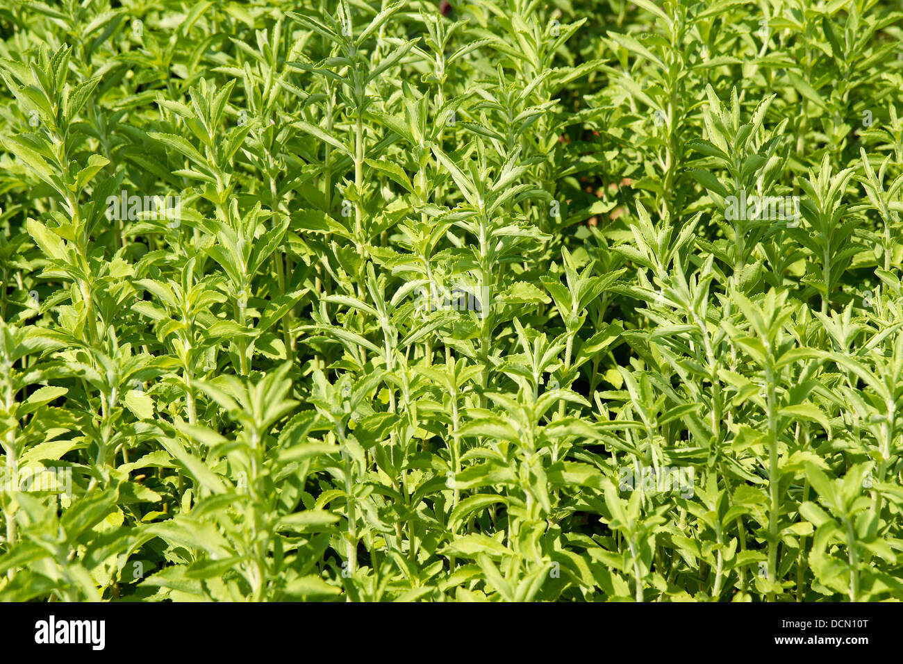 L'herbe douce. Le Stevia rebaudiana. Banque D'Images