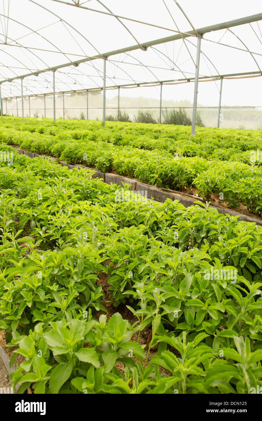 L'herbe douce. Le Stevia rebaudiana. Les émissions à Balaguer, Lleida, Catalogne, Espagne Banque D'Images