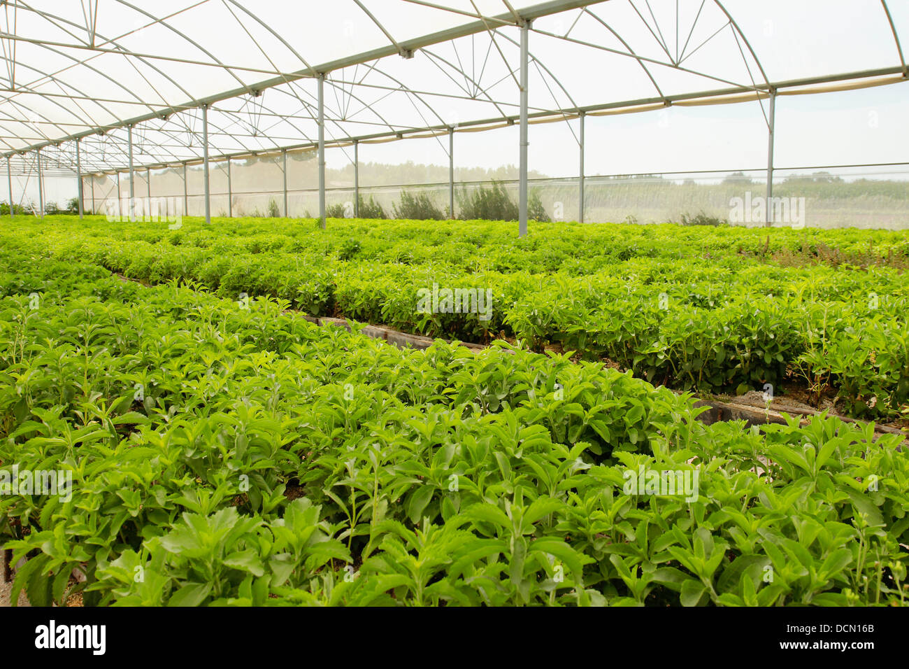 L'herbe douce. Le Stevia rebaudiana. Les émissions à Balaguer, Lleida, Catalogne, Espagne Banque D'Images