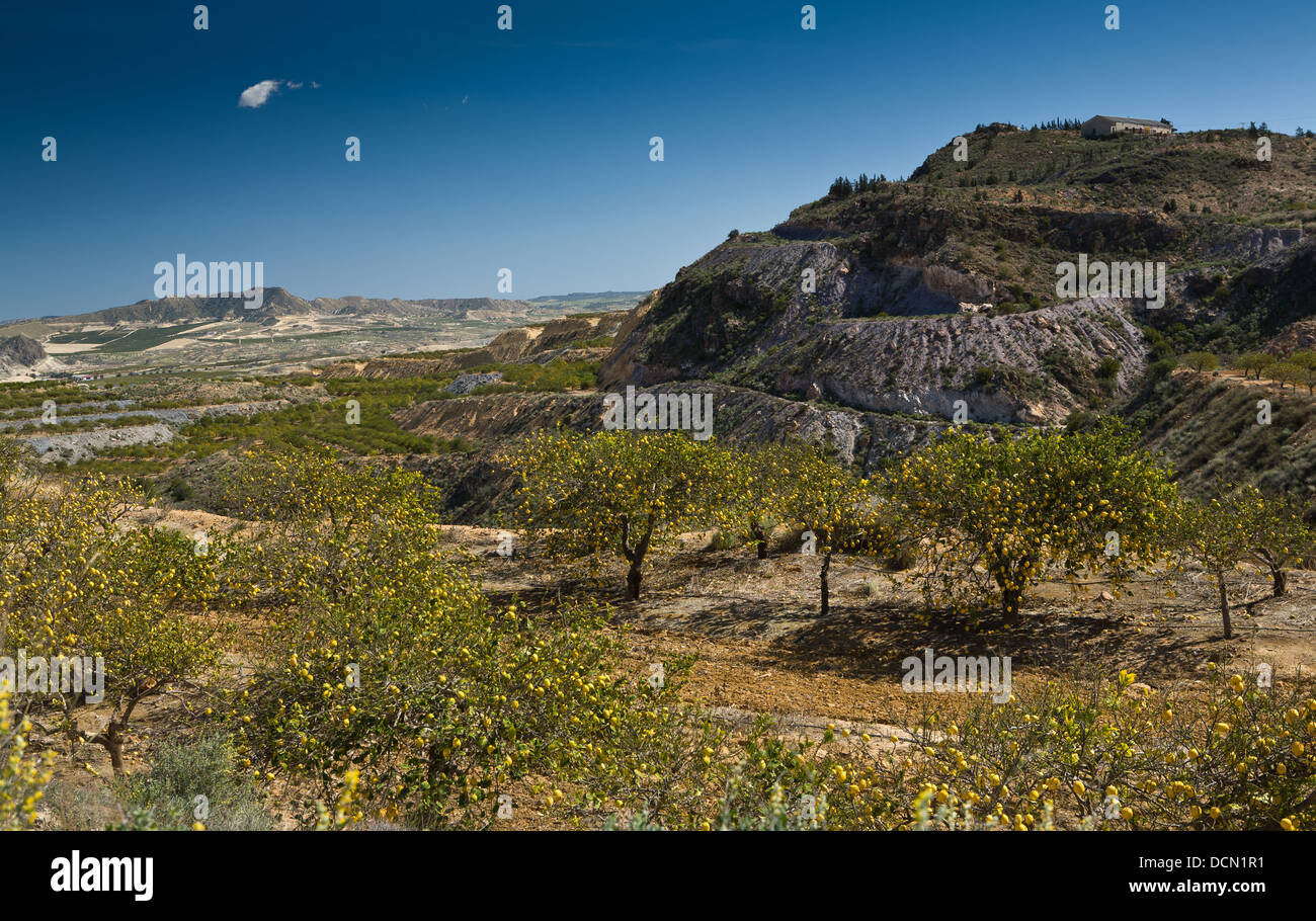 Citrons sur les arbres en croissance dans la région de Murcie, Espagne. Banque D'Images