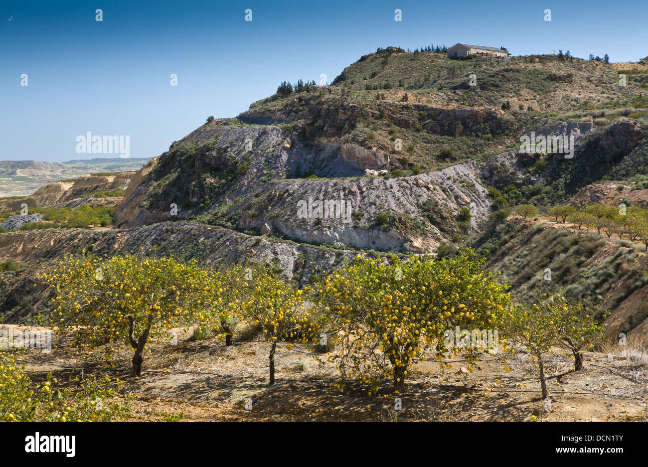Citrons sur les arbres en croissance dans la région de Murcie, Espagne. Banque D'Images