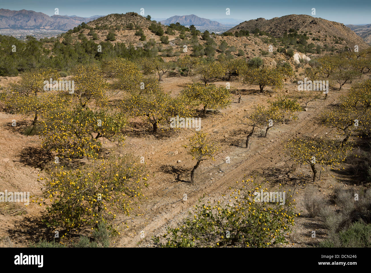 Citrons sur les arbres en croissance dans la région de Murcie, Espagne. Banque D'Images