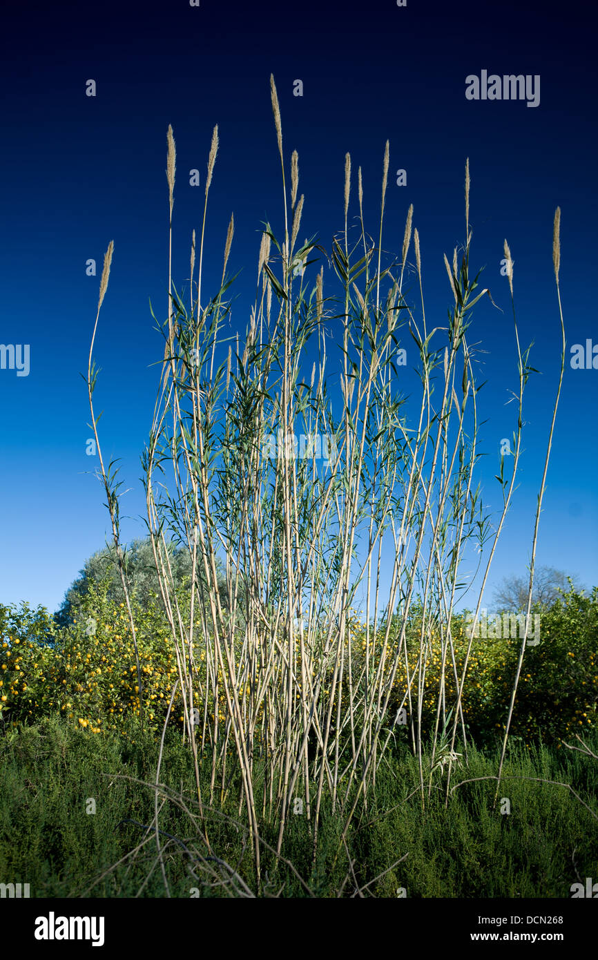 La longue herbe poussant dans la région de Murcie, Espagne. Banque D'Images