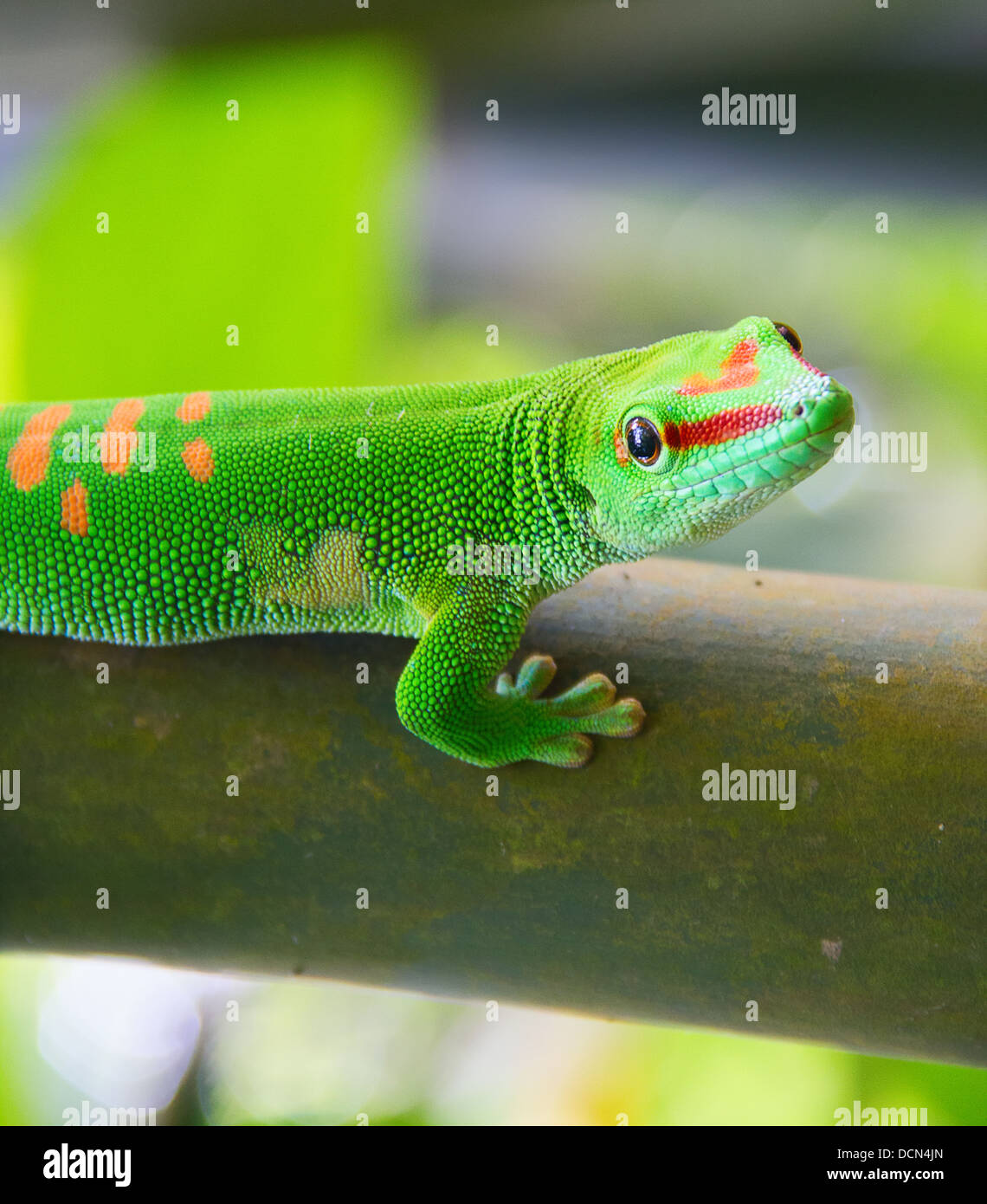 Gecko vert sur le bambou Banque D'Images