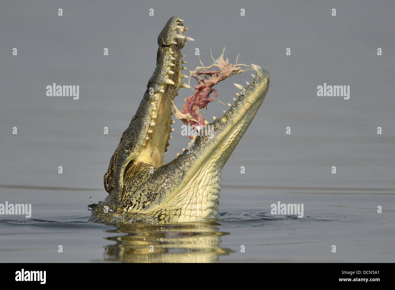 Crocodile du Nil de manger un poisson dans la rivière Banque D'Images