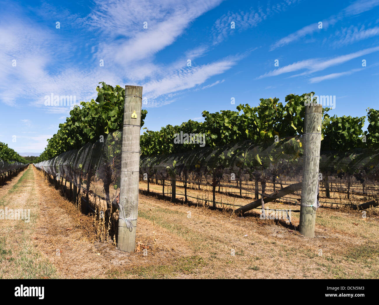 Dh Martinborough WAIRARAPA NEW ZEALAND wine vineyard grape vines vineyards valley Banque D'Images