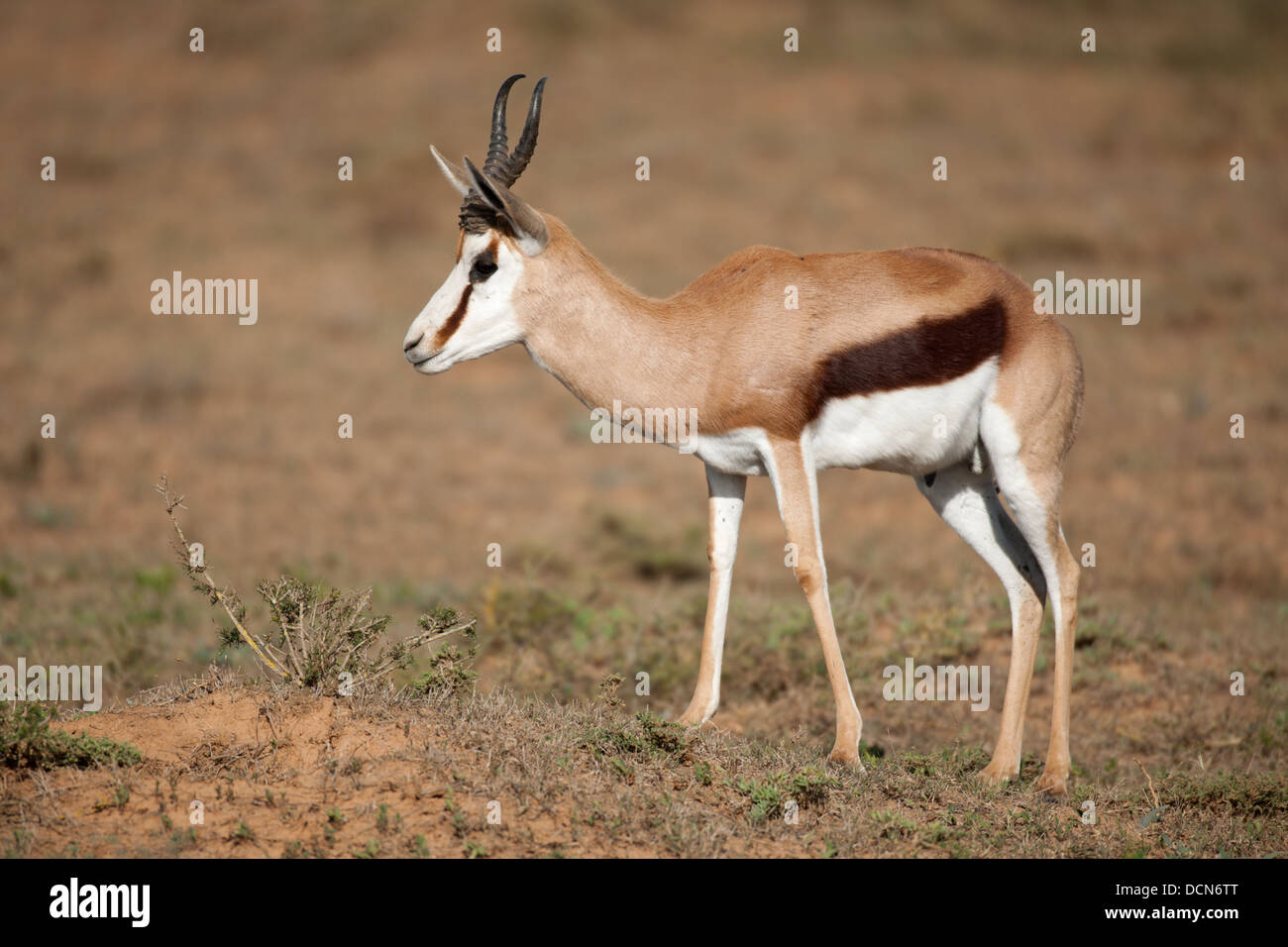 Le Springbok (Antidorcas marsupialis), Shamwari Game Reserve, Eastern Cape, Afrique du Sud Banque D'Images