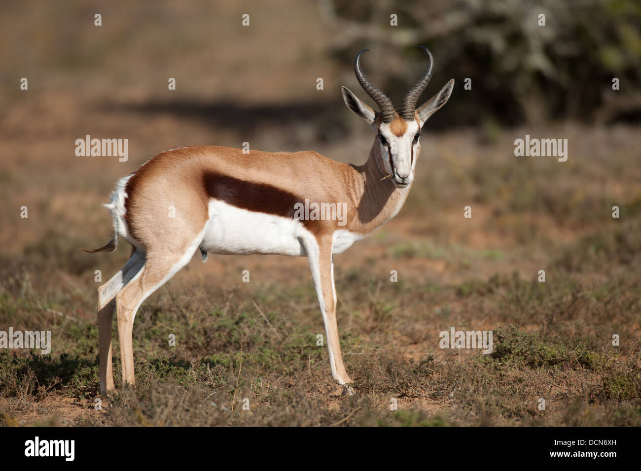 Le Springbok (Antidorcas marsupialis), Shamwari Game Reserve, Eastern Cape, Afrique du Sud Banque D'Images
