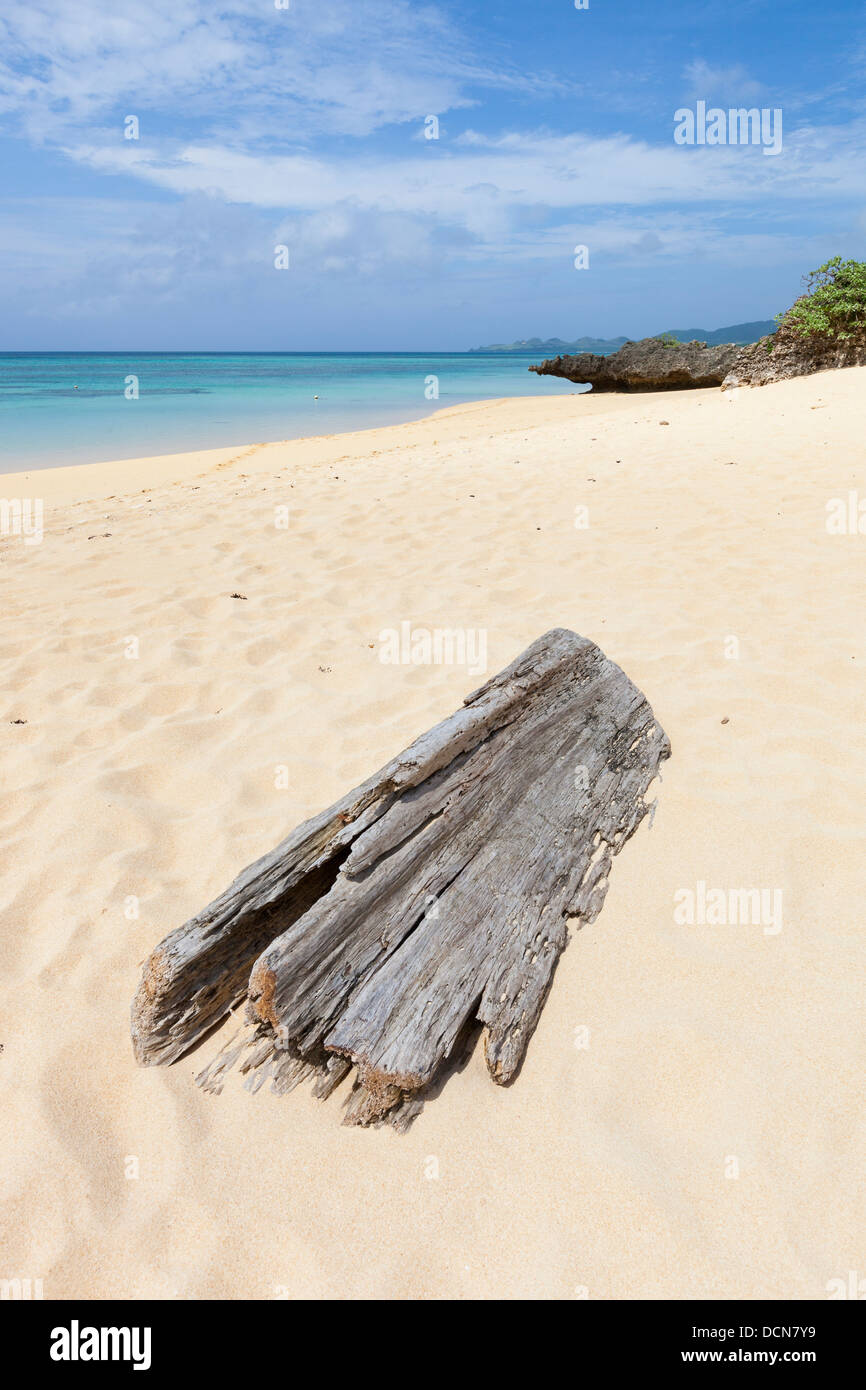 Grand morceau de bois flotté sur une magnifique plage de sable blanc de l'Île Ishigaki, Okinawa Prefecture, Japan. Banque D'Images