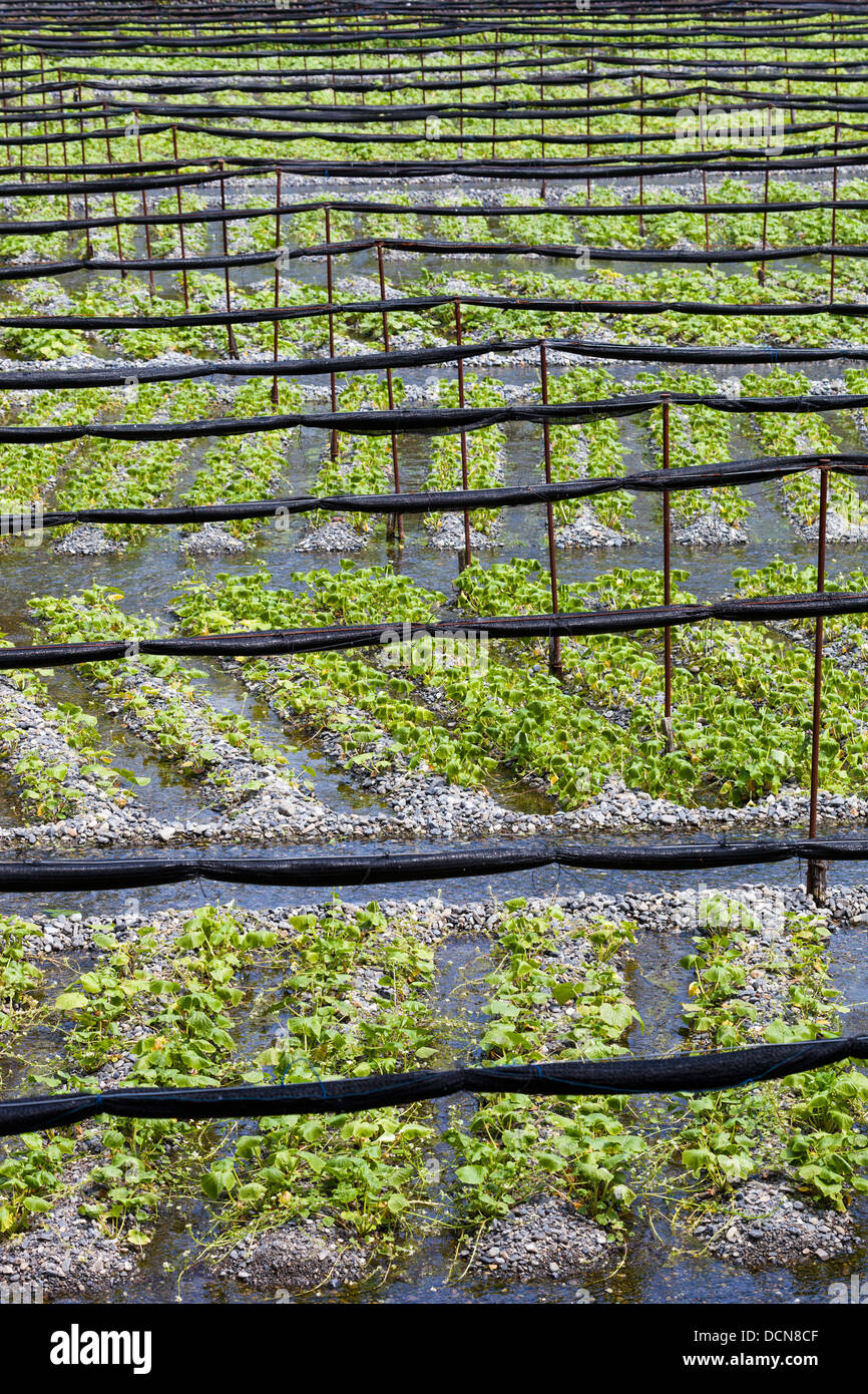 Des rangées de plants de wasabi dans une ferme dans les Alpes du nord du Japon. Banque D'Images