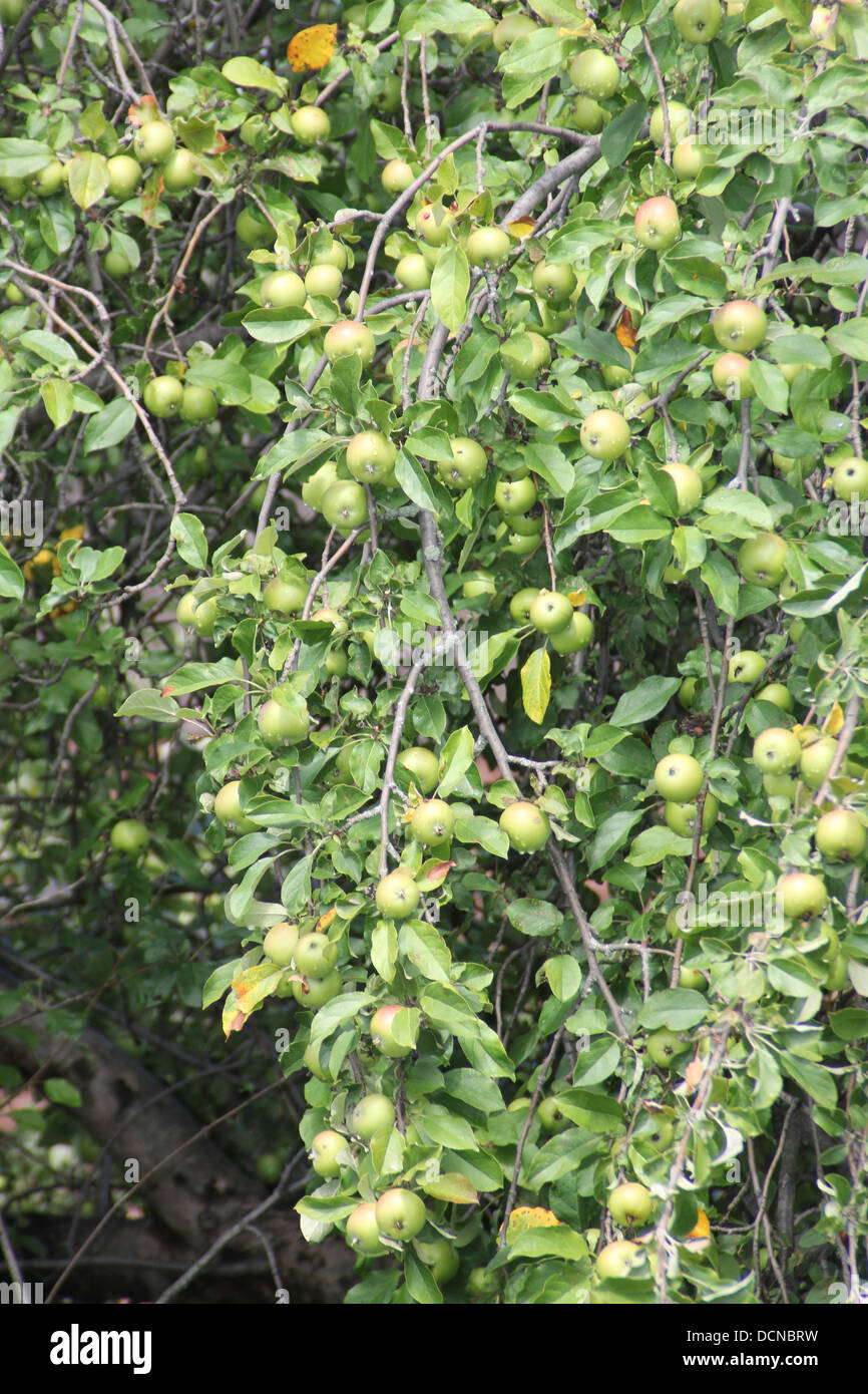 Crabe vert-pomme sur un arbre sur le côté de la route Banque D'Images