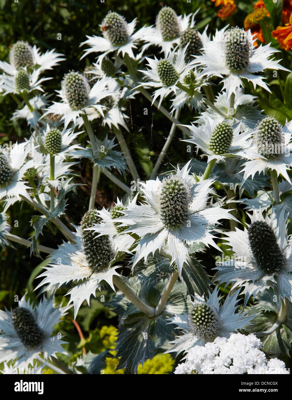 Eryngium giganteum Miss Willmott's Ghost dans l'Oxfordshire frontière herbacées UK Banque D'Images