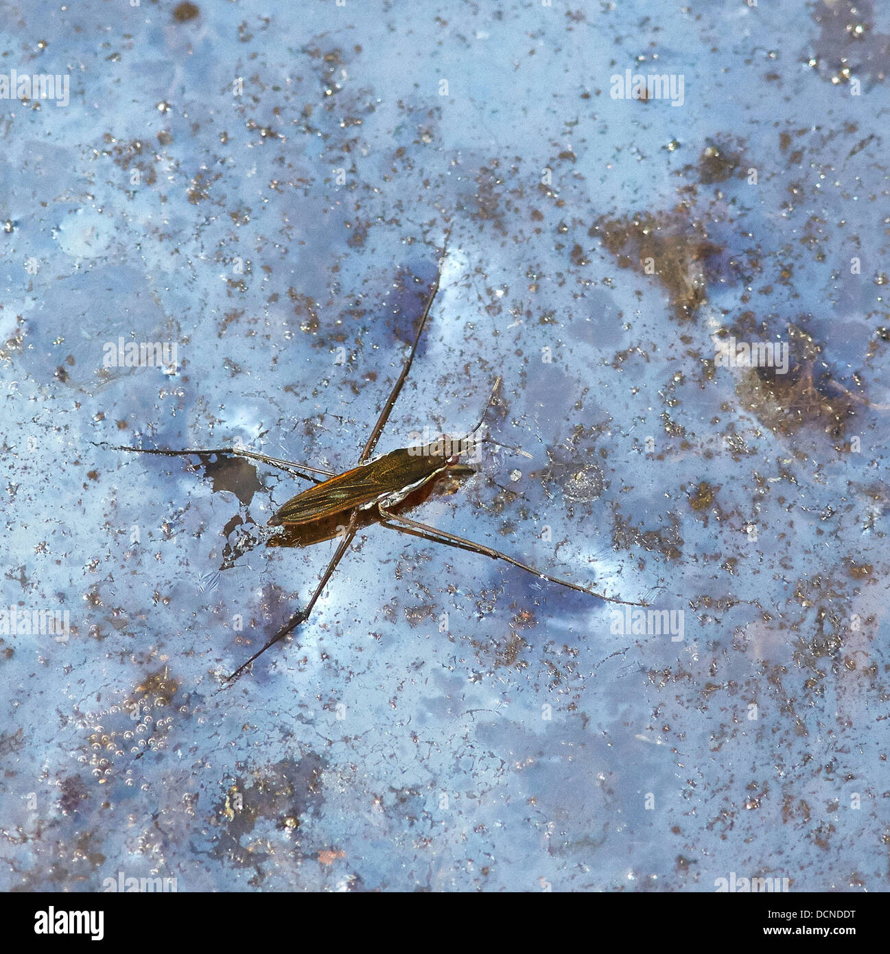 Étang patineur ou Water Strider ( Gerris lacustris ) sur la surface d'un étang couvert de séchage avec un film métallique de fer à repasser Banque D'Images