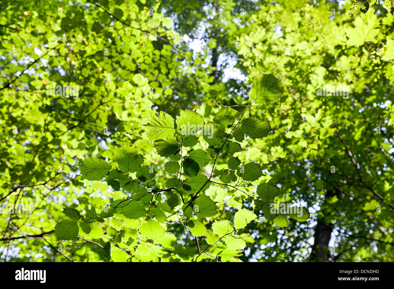 Les feuilles de la forêt verte à la lumière du soleil en bois ensoleillée Banque D'Images