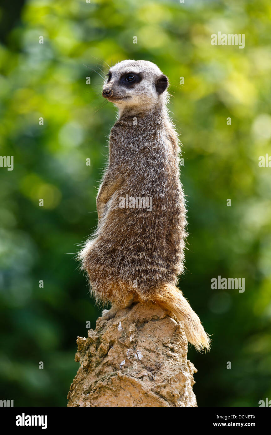 Un meerkat gardant un oeil dehors sur une roche. Banque D'Images