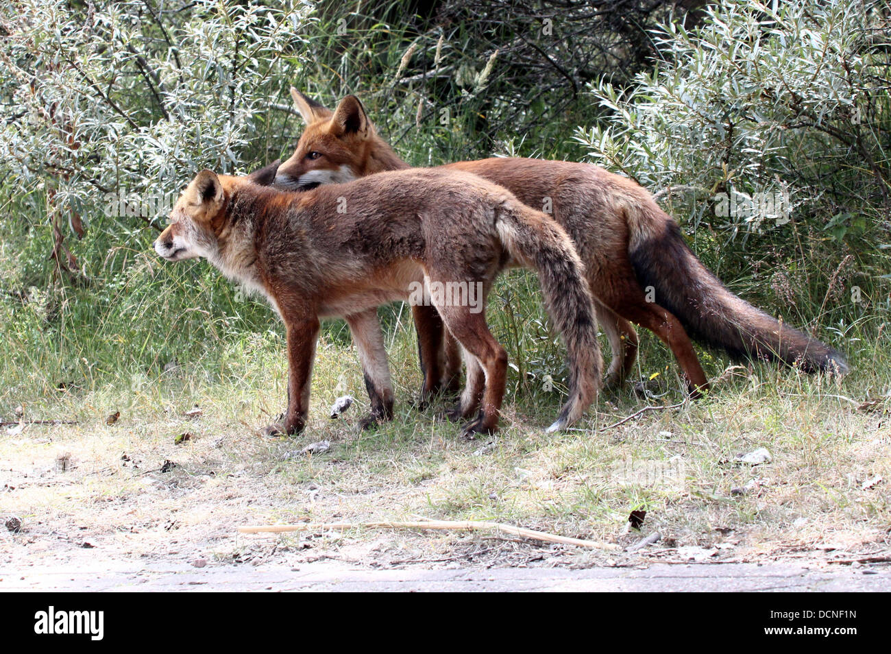 Série de close-up de la mère et le fils European red fox (Vulpes vulpes) Banque D'Images