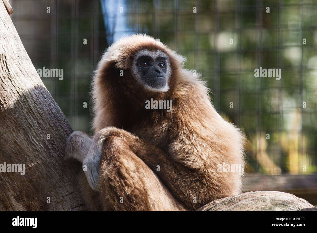 Un gibbon lar Banque D'Images