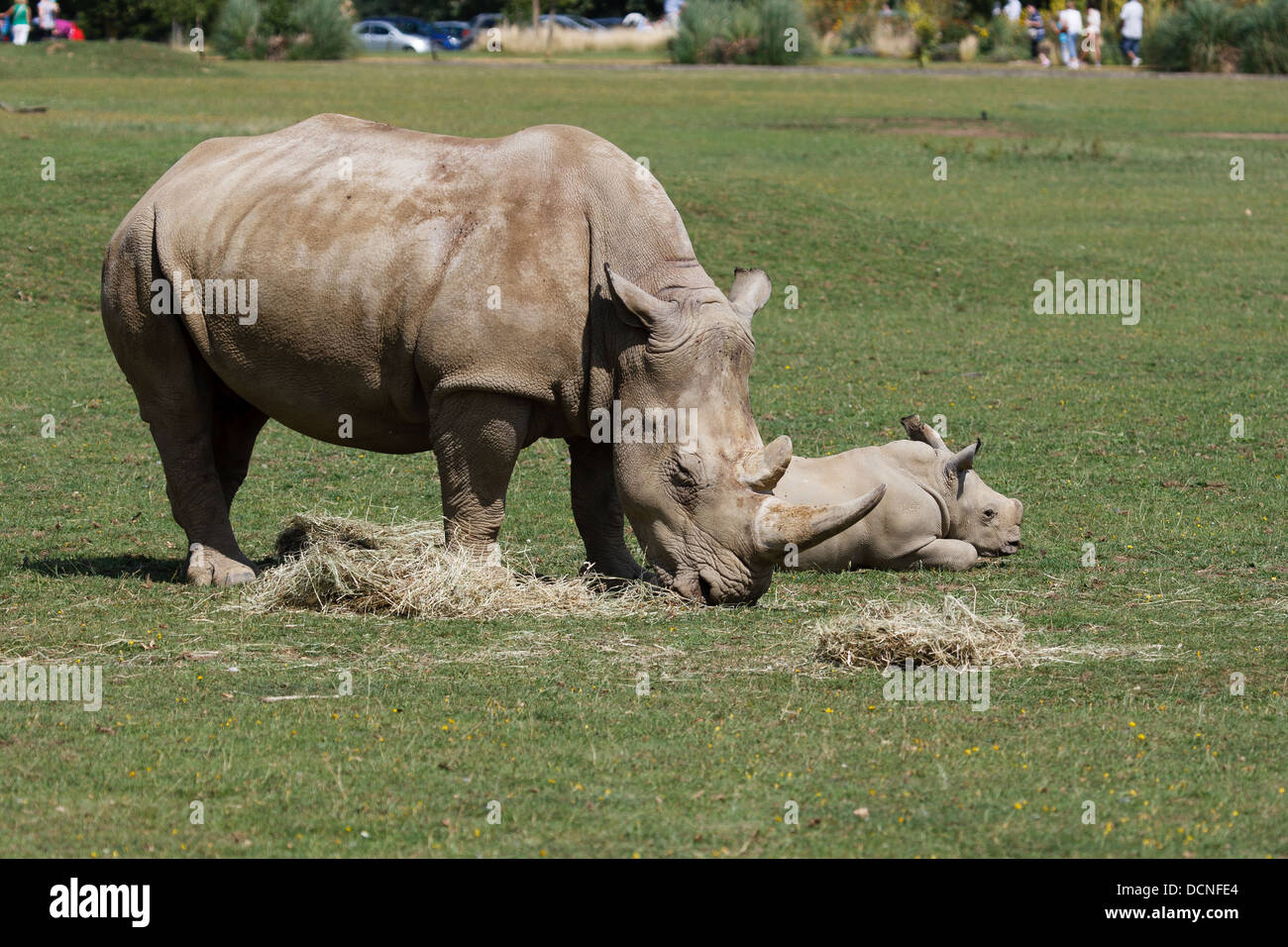 Rhino avec bébé dans la zone de manger Banque D'Images