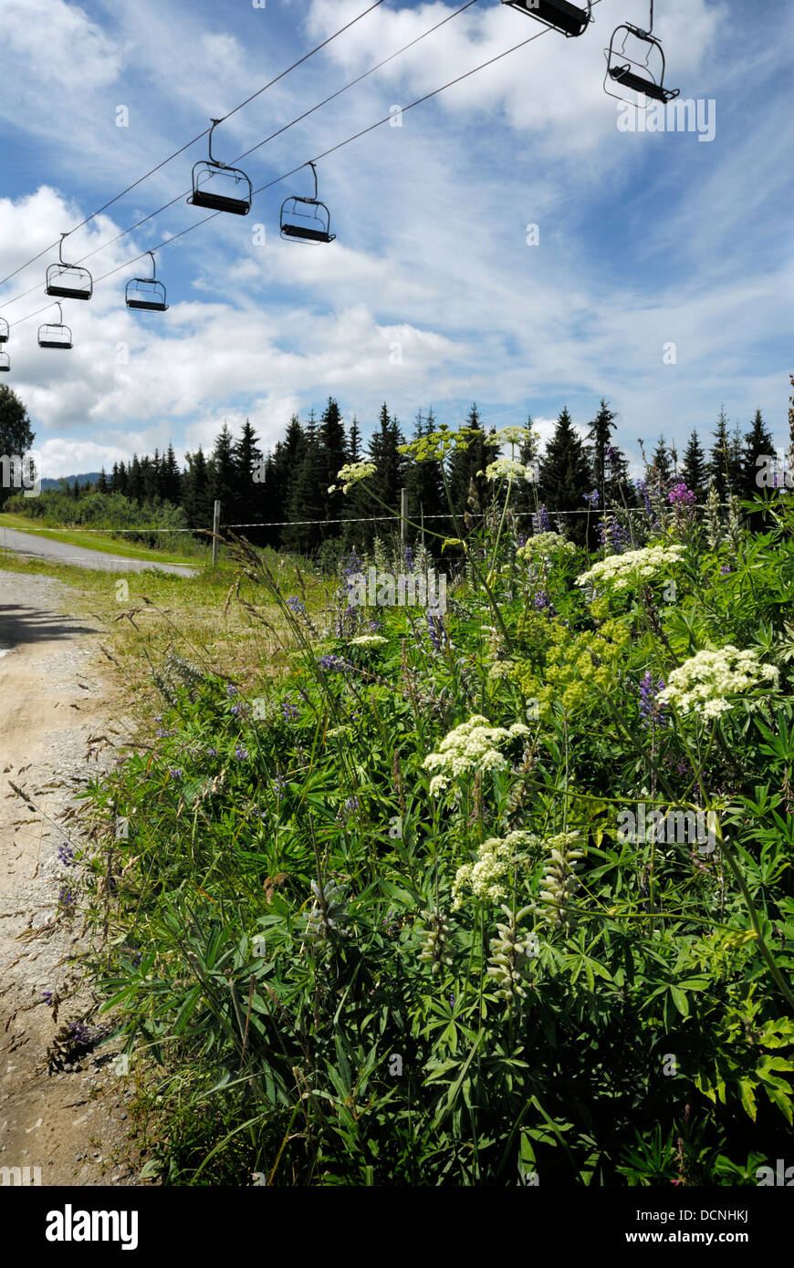Scène alpine française, des fleurs et de la faune avec ses remontées mécaniques ci-dessus, l'heure d'été, France Banque D'Images