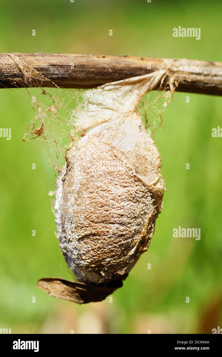 Cecropia moth cocoon Banque D'Images