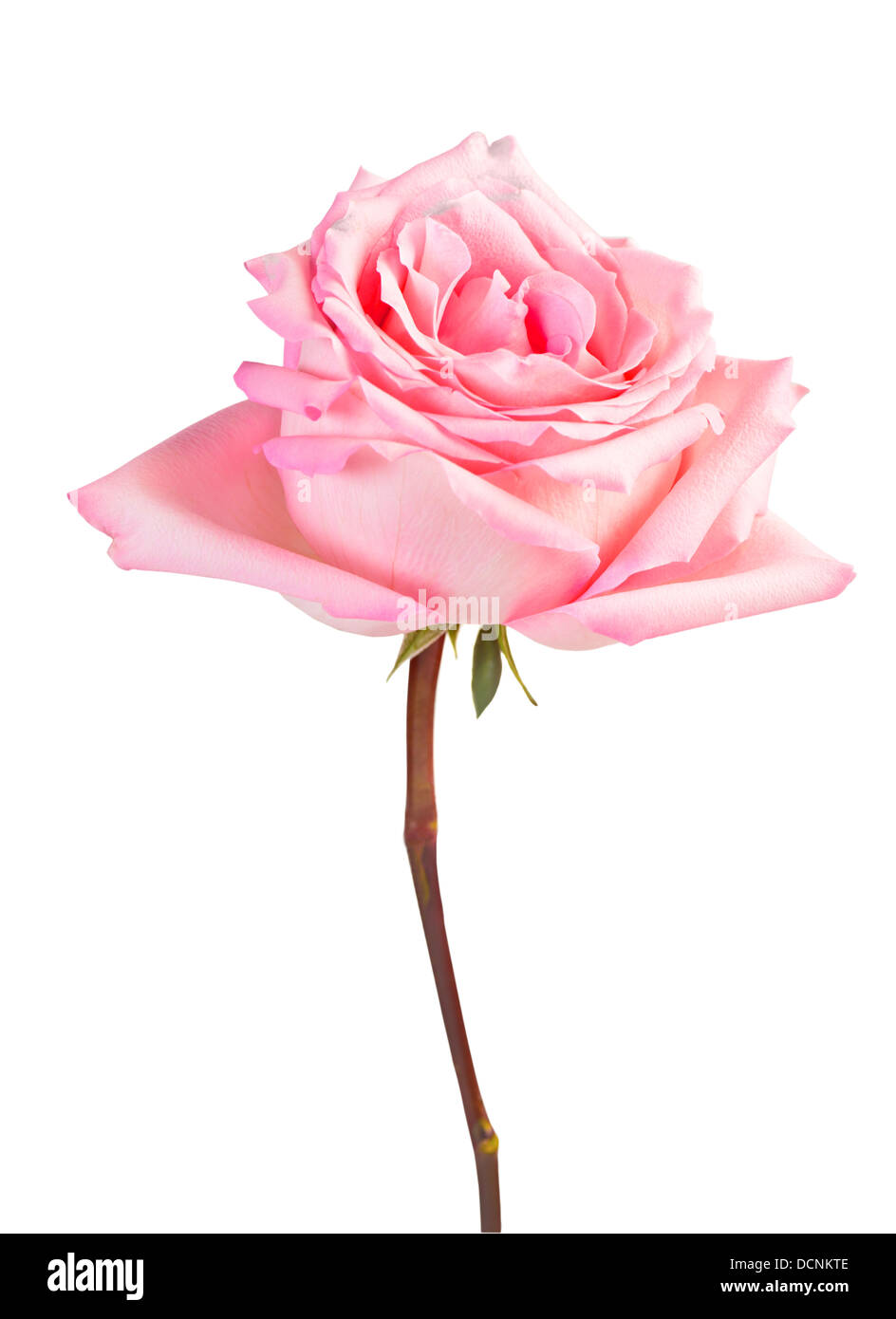 Belle rose rose avec des feuilles isolées sur fond blanc Banque D'Images