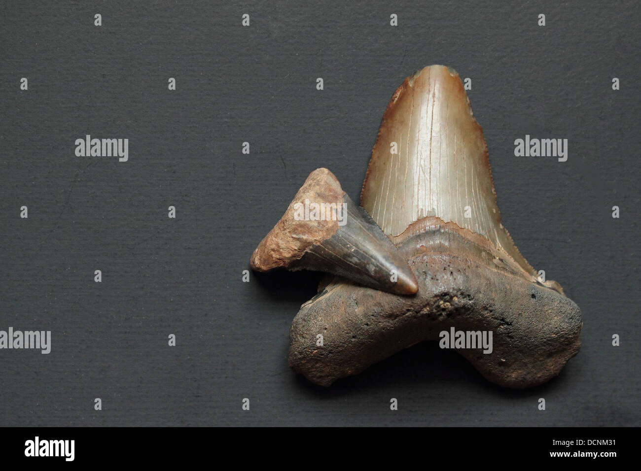 Dent fossile de requin Otodus Mégalodon dans une boite ( France - 5.8