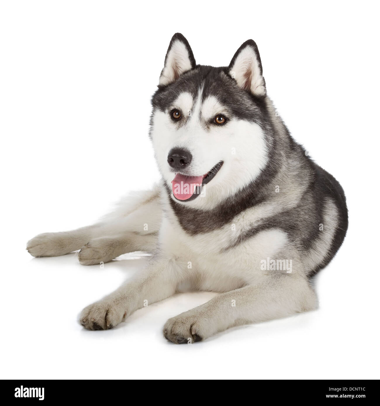 Chien Husky Sur Fond Blanc Banque D images D tour es Alamy chien-husky-sur-fond-blanc-banque-d-images-d-tour-es-alamy