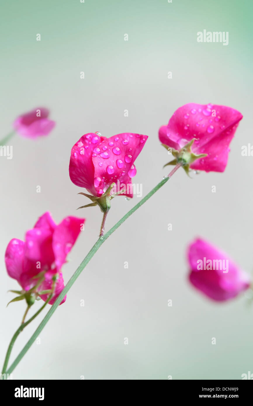 De pois sucré rose fleurs (Lathyrus odoratus) au-dessus de fond vert floue Banque D'Images