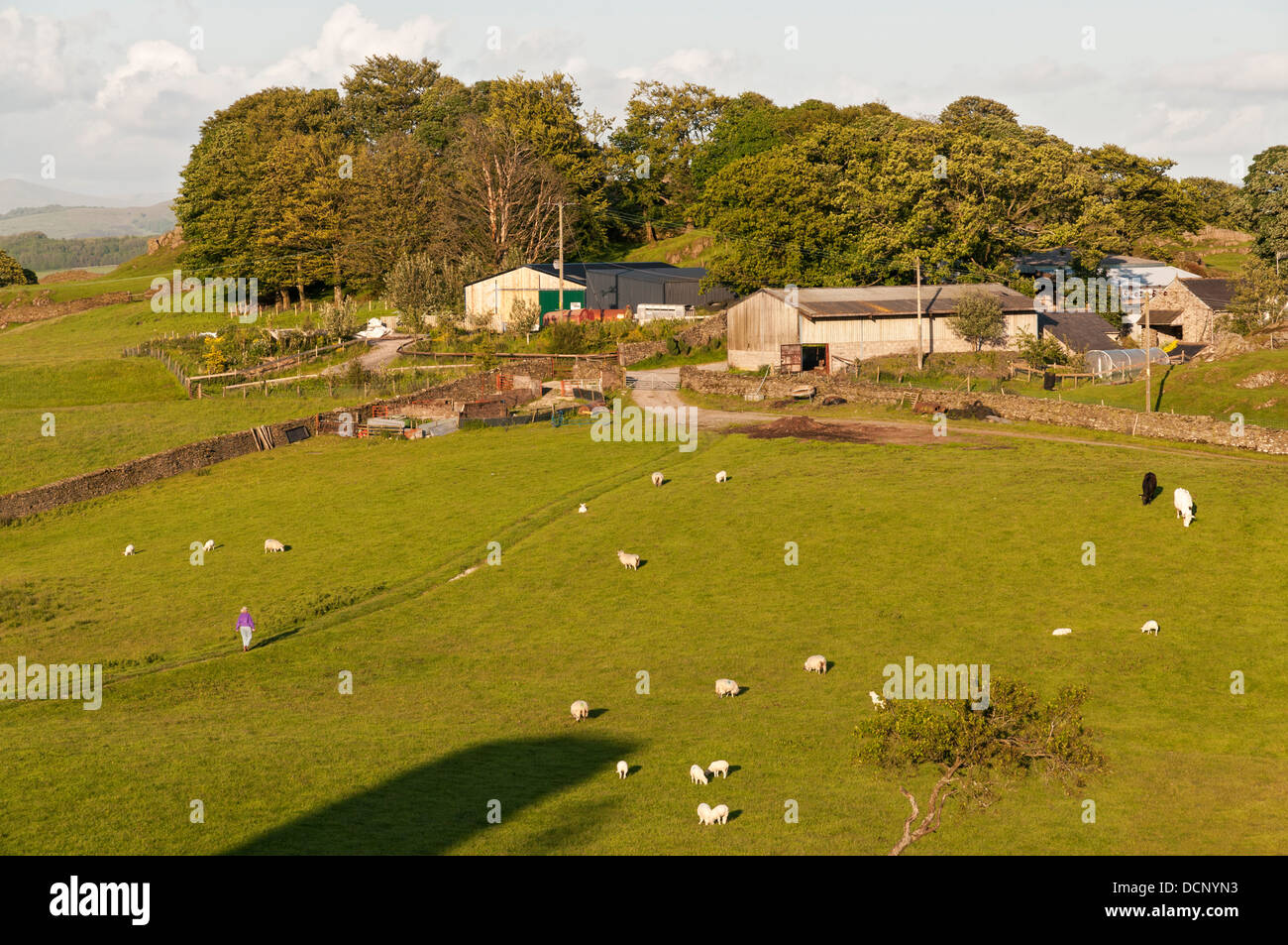 La Grande-Bretagne, l'Angleterre, Cumbria, Lake District, Crook, Crook Hall Farm Bed and Breakfast, ferme d'élevage de moutons de travail Banque D'Images