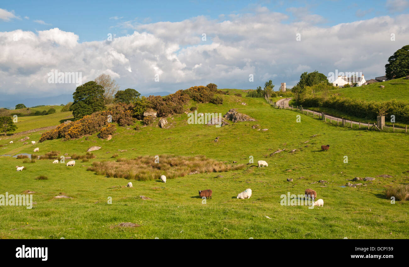 La Grande-Bretagne, l'Angleterre, Cumbria, Lake District, Crook, Crook Hall Farm Bed and Breakfast, ferme d'élevage de moutons de travail Banque D'Images