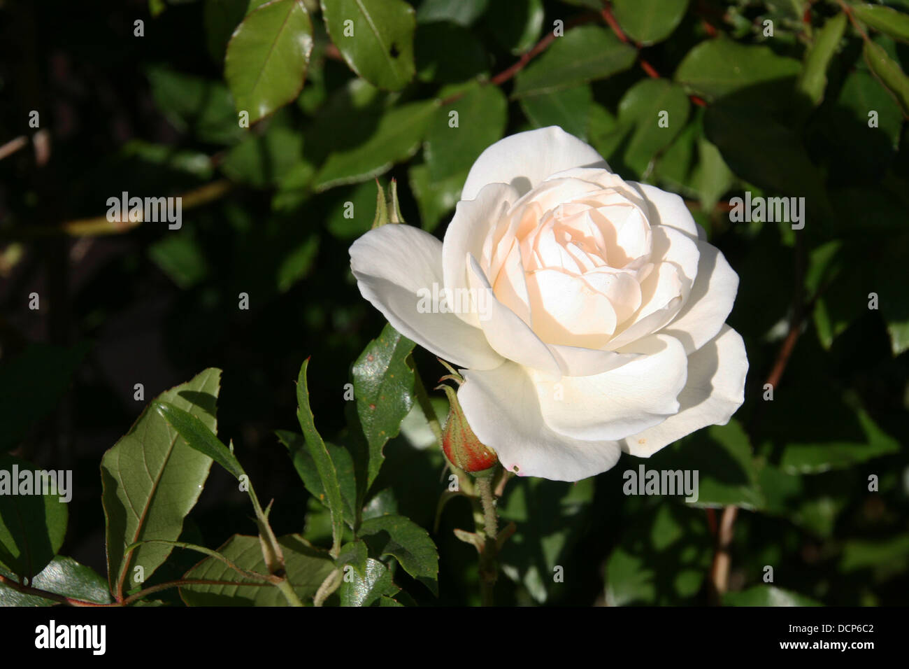 Rose blanche Banque D'Images