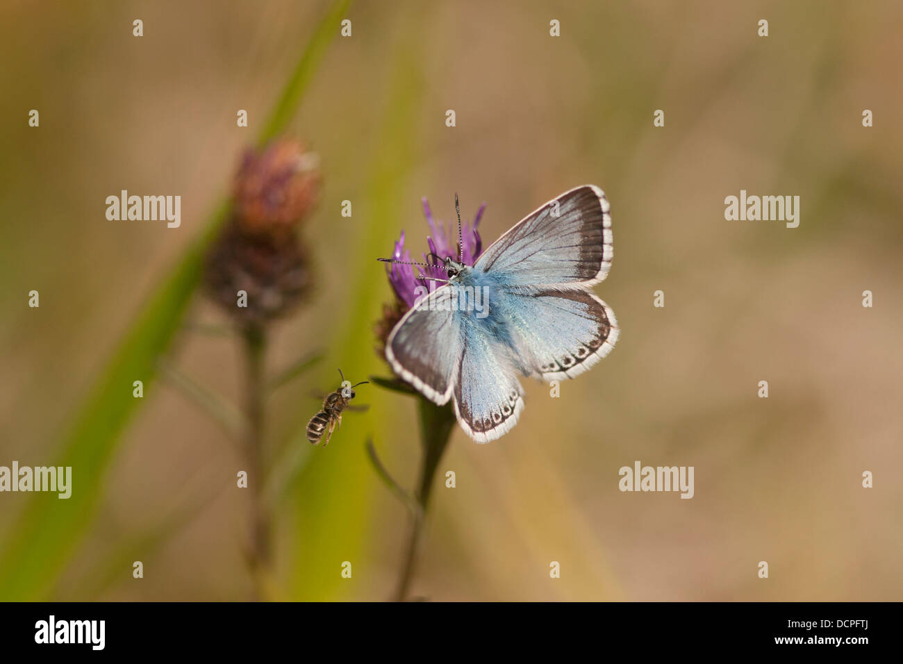 Chalkhill Blue Butterfly, Polyommatus corydon, se nourrissant de la centaurée noire avec petite abeille, Barnack collines et de trous, España Banque D'Images