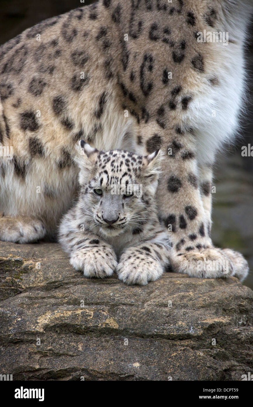 Snow Leopard cub, 16 semaines Banque D'Images