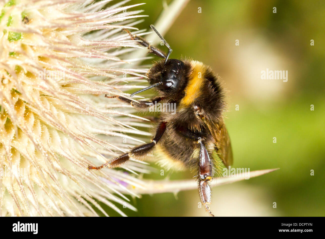 Bourdon. Bomus Hortorum (Apidae) Banque D'Images
