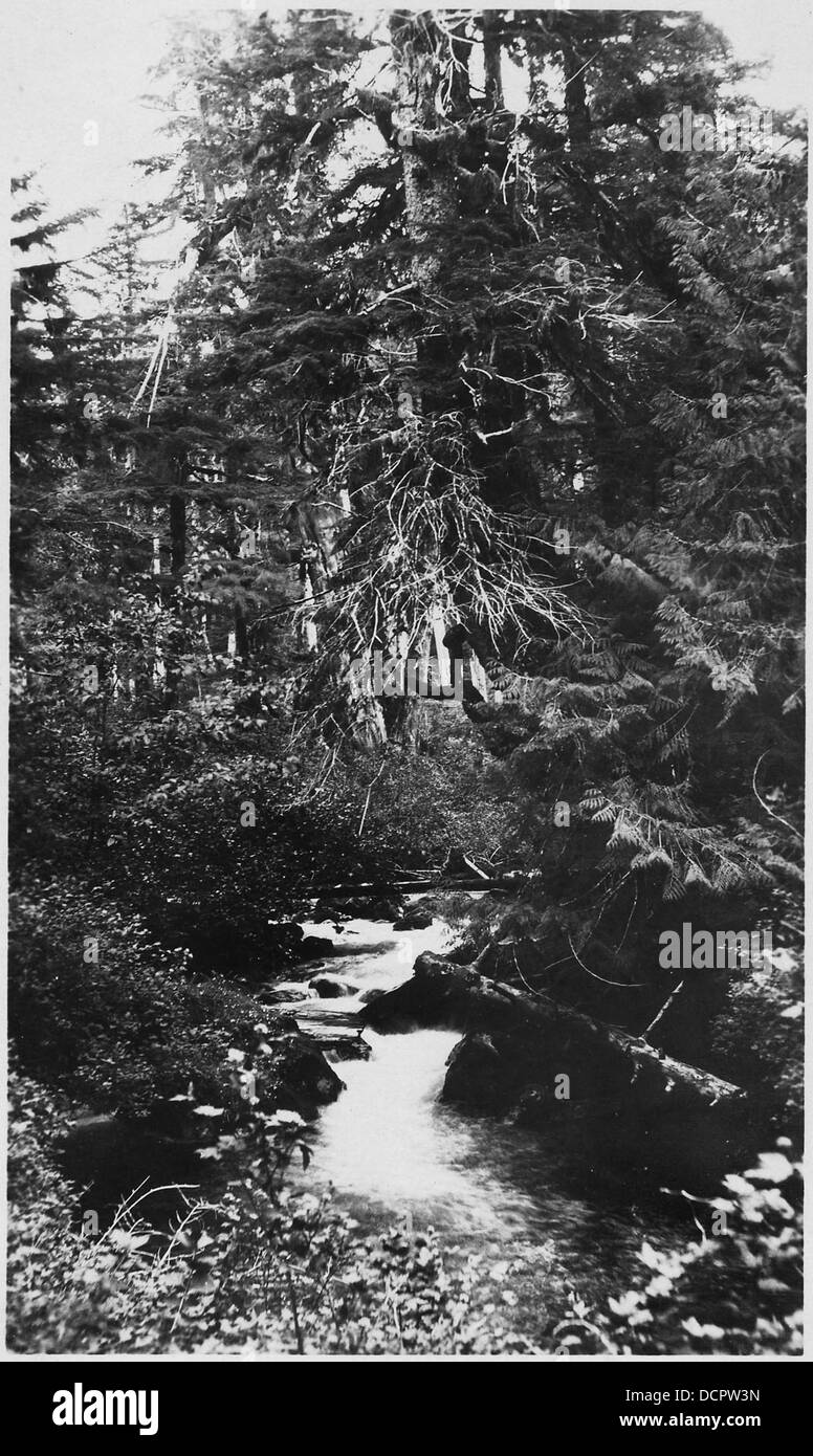 Cette image capture un spot de beauté pittoresque dans les bois de Dolomi, Alaska. Le cadre forestier serein et luxuriant est caractéristique des paysages naturels trouvés dans les régions éloignées de l'Alaska, mettant en valeur la nature sauvage intacte. Banque D'Images