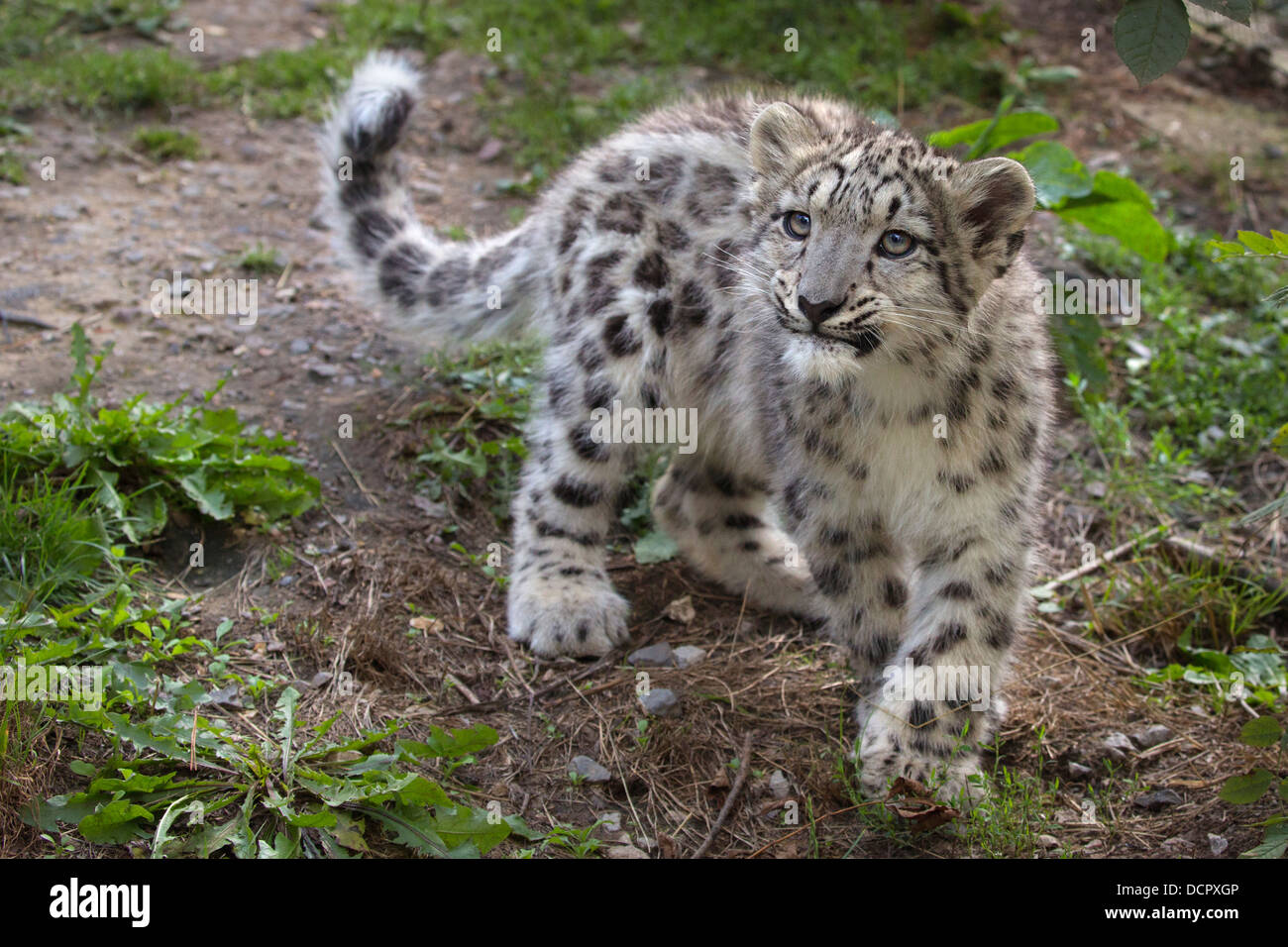 Snow Leopard cub, 17 semaines Banque D'Images Snow Leopard cub, 17 semaines Banque D'Images