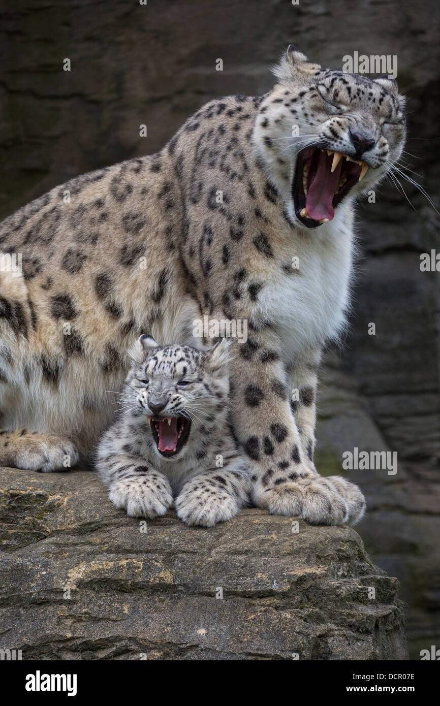 Snow Leopard cub 16 semaines avec sa mère, tant le bâillement Banque D'Images Snow Leopard cub 16 semaines avec sa mère, tant le bâillement Banque D'Images