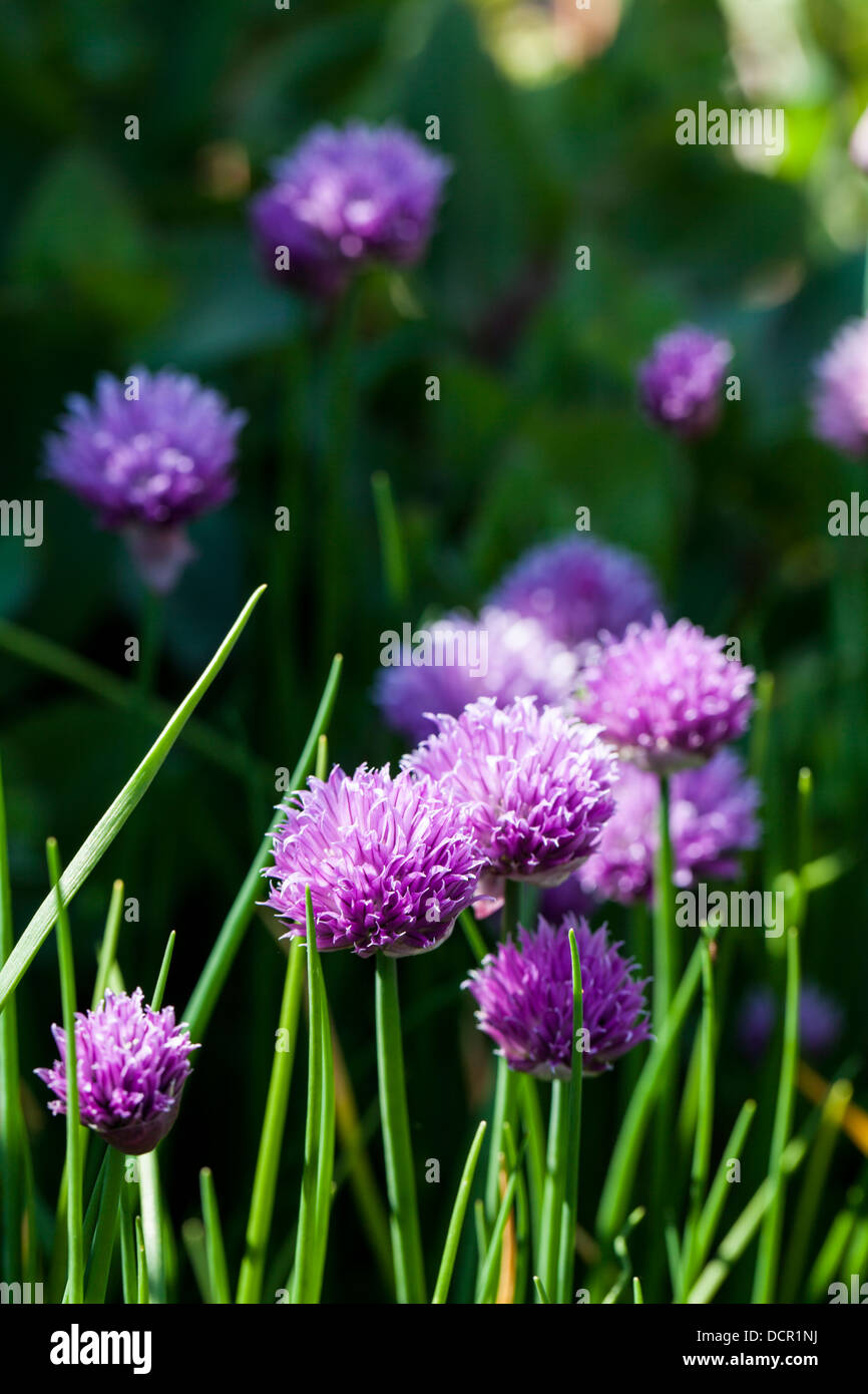 Ciboulette Banque D'Images