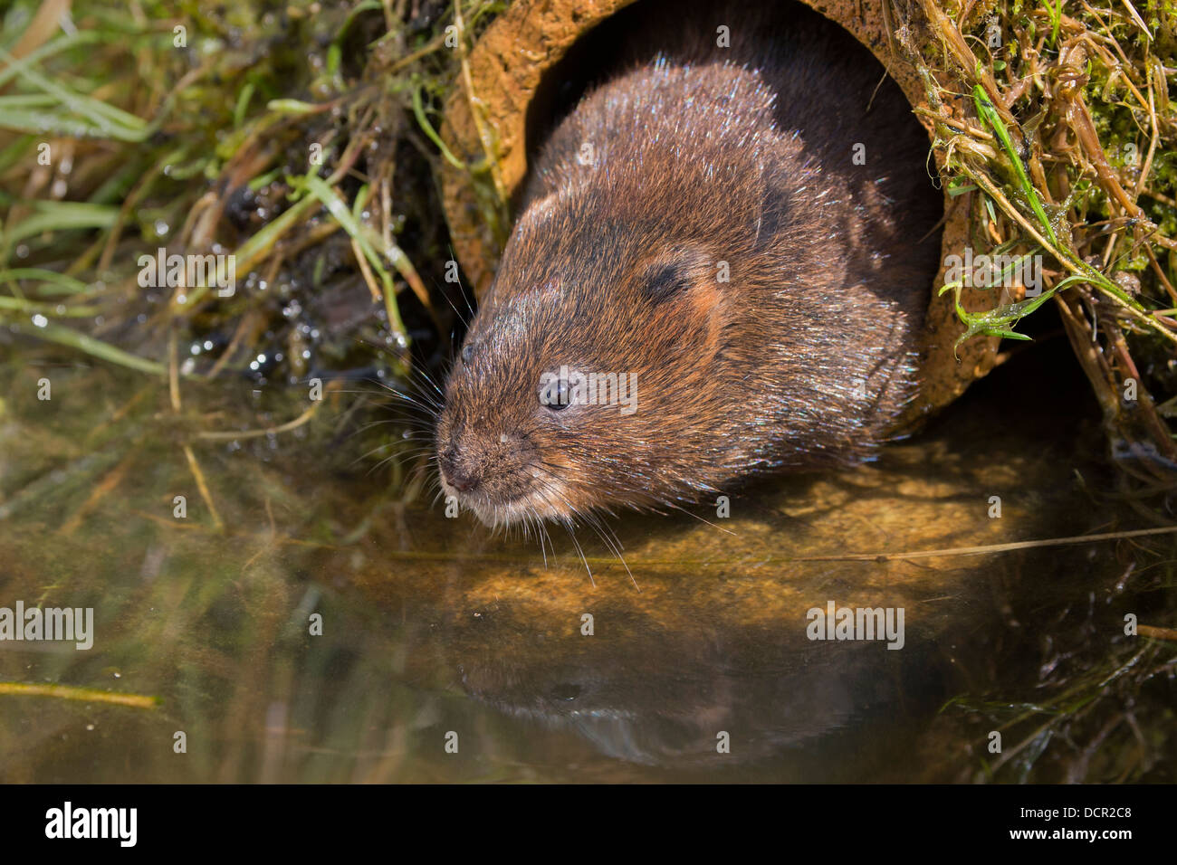 Campagnol terrestre Banque D'Images
