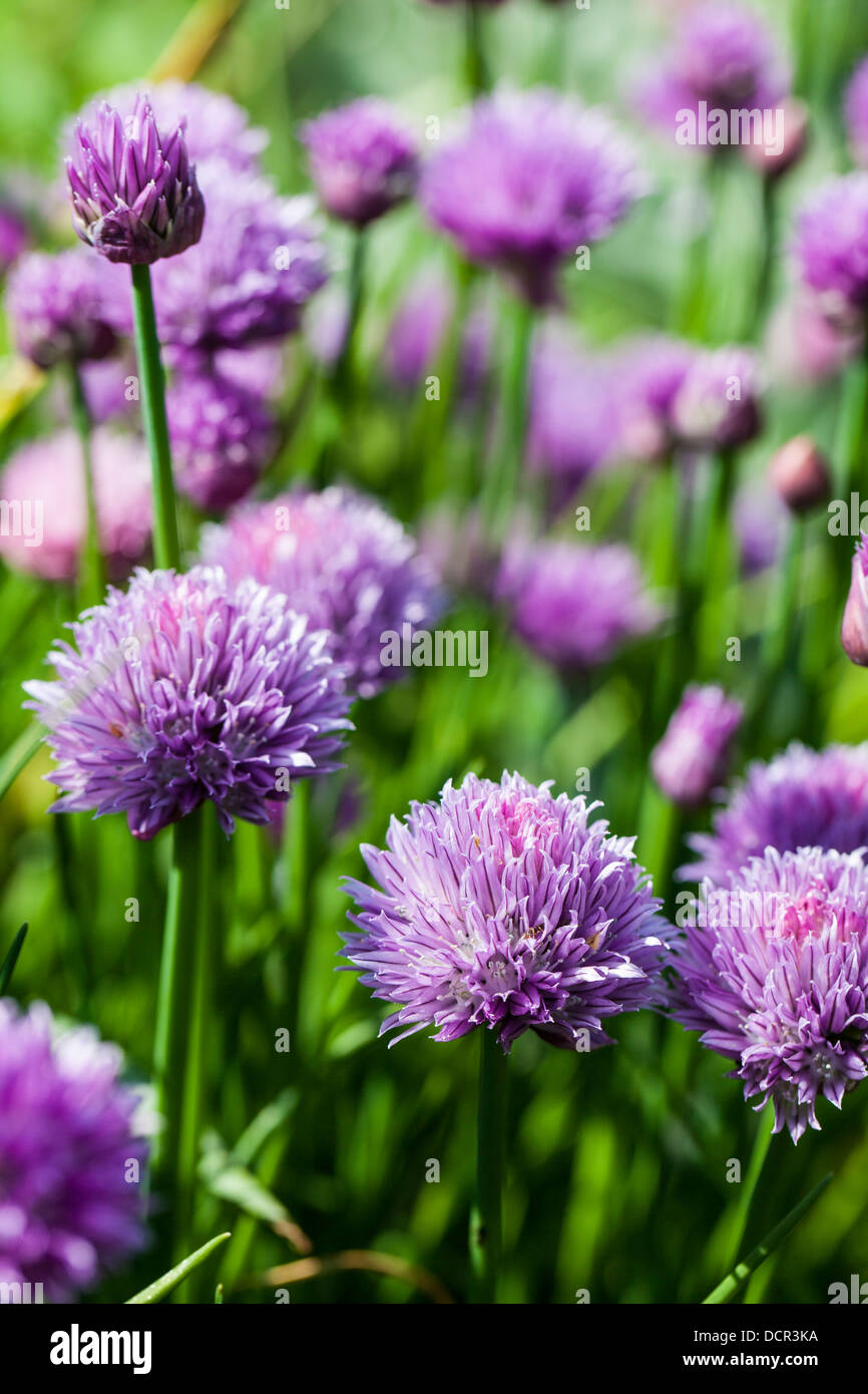 Ciboulette Banque D'Images