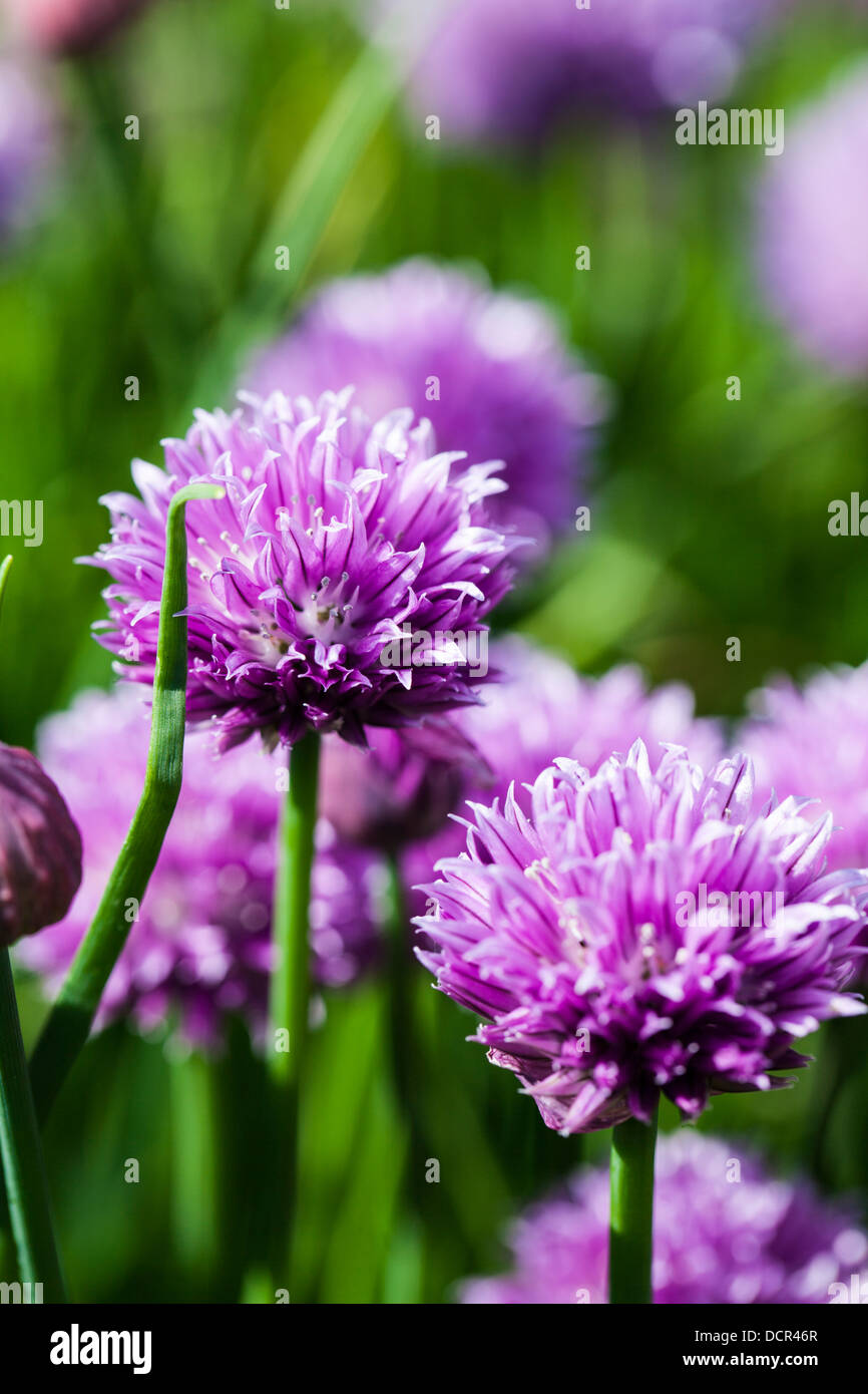 Ciboulette Banque D'Images