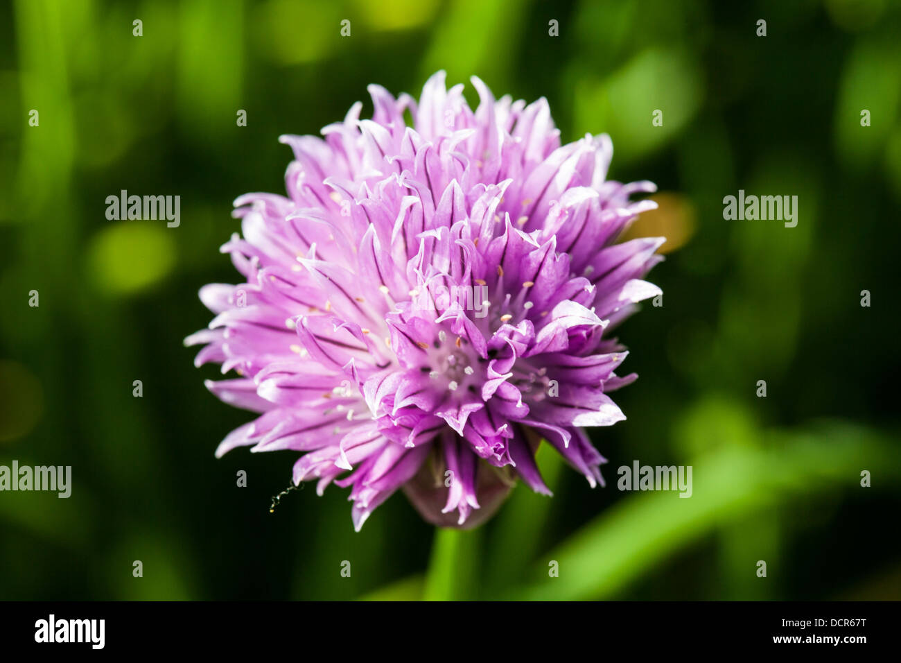 Ciboulette Banque D'Images