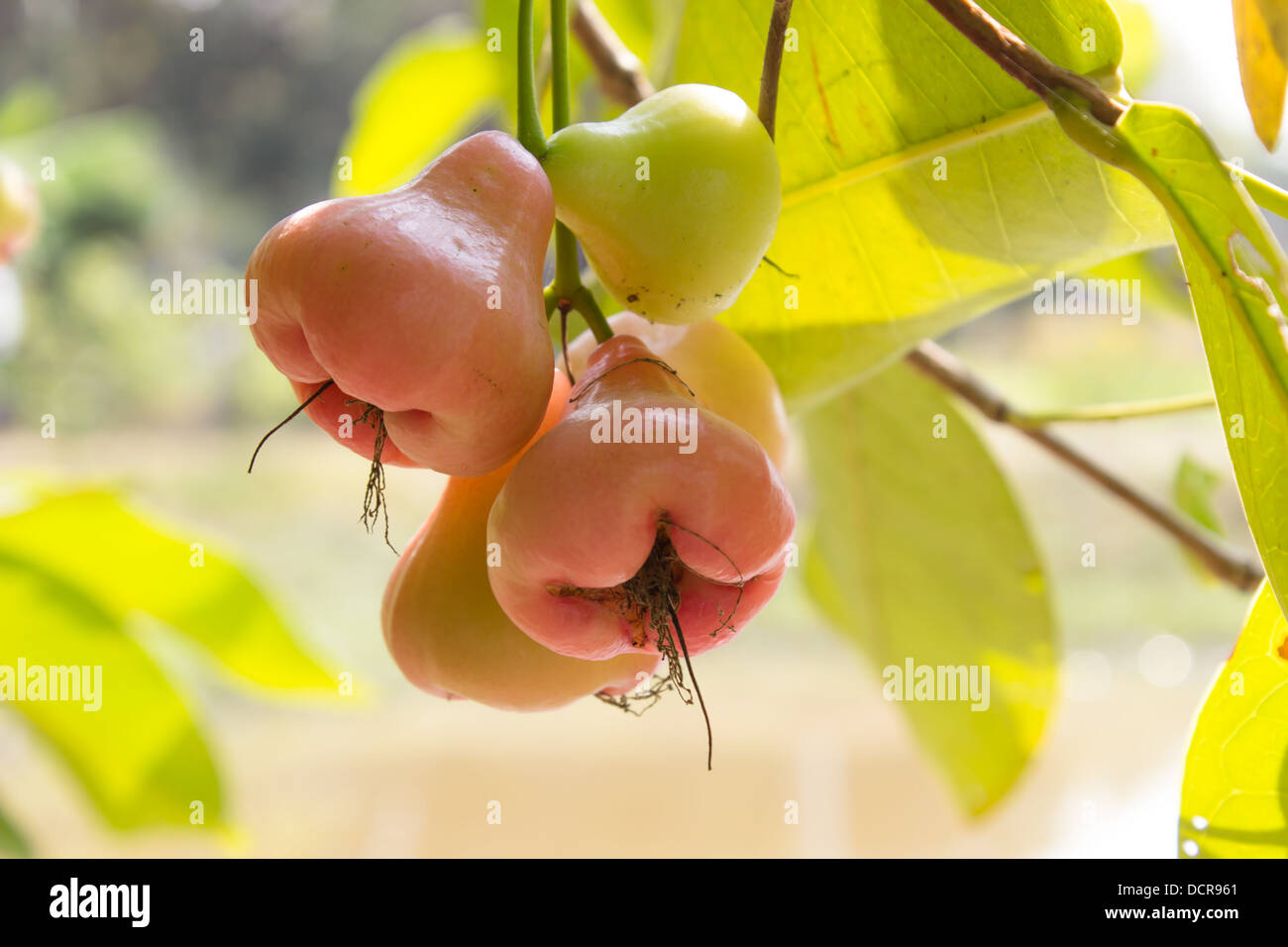 Rose rouge , pomme fruit Bell Banque D'Images