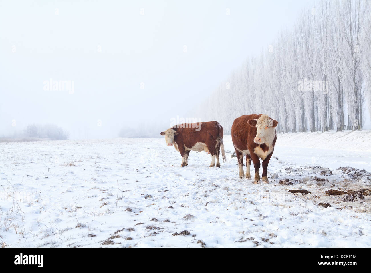Deux vaches sur les pâturages d'hiver Banque D'Images