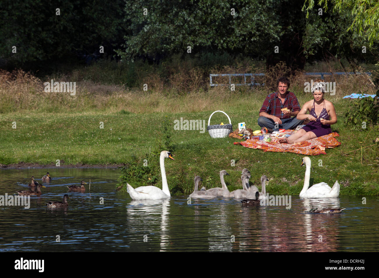 Un couple de cygnes et d'alimentation cygnets tout en prenant un pique-nique sur les rives de la rivière Cam, Cambridge, Royaume-Uni Banque D'Images
