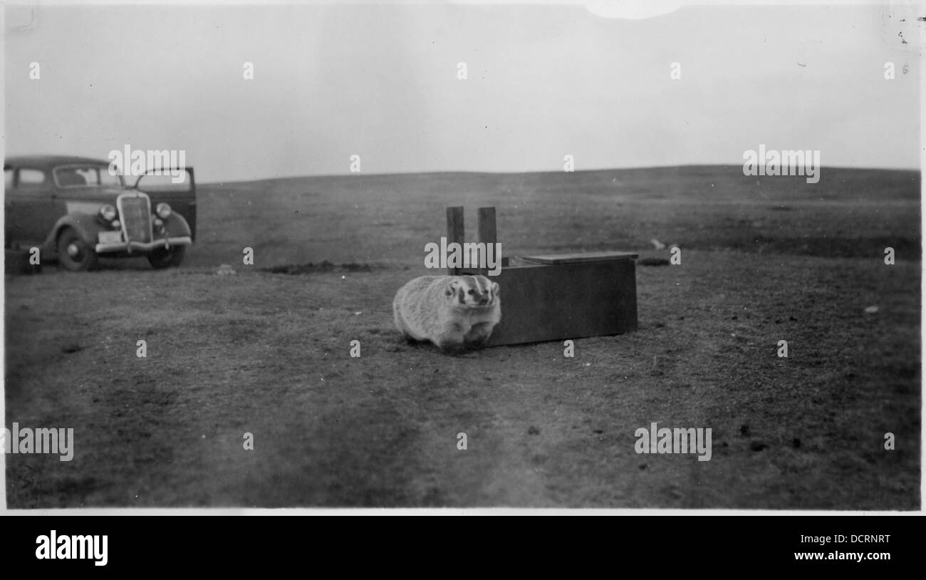 L'image représente un blaireau debout à côté d'un piège, suggérant la lutte de l'animal pour être attrapé. Cette photographie reflète un moment dans la gestion de la faune ou les pratiques de piégeage. Banque D'Images