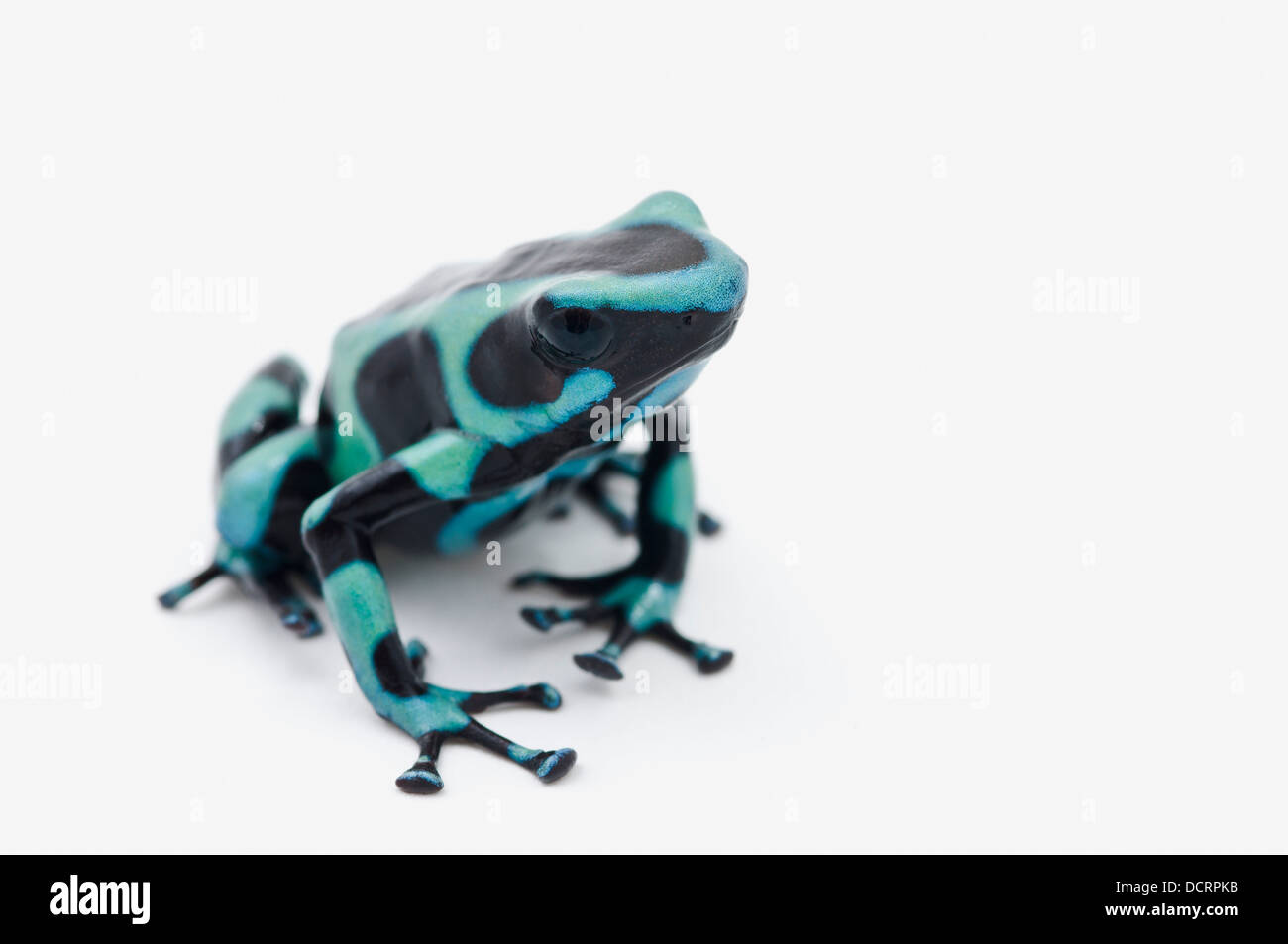 Noir et Vert Poison Dart Frog (Dendrobates auratus) Banque D'Images