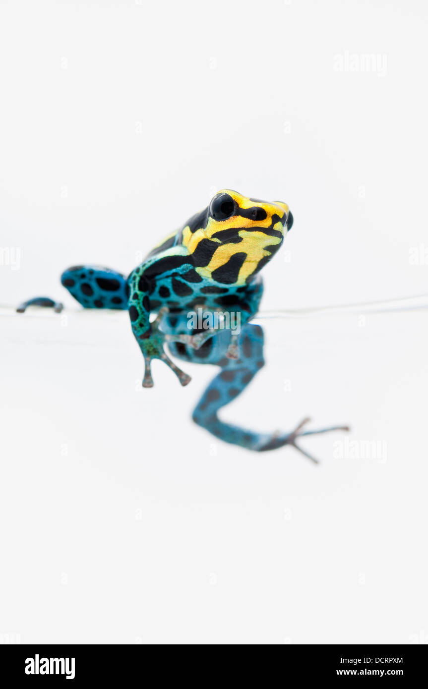 Noir, jaune et bleu Poison Dart Frog (Dendrobates Ventrimaculatus) assise sur le bord d'un verre à boire Banque D'Images